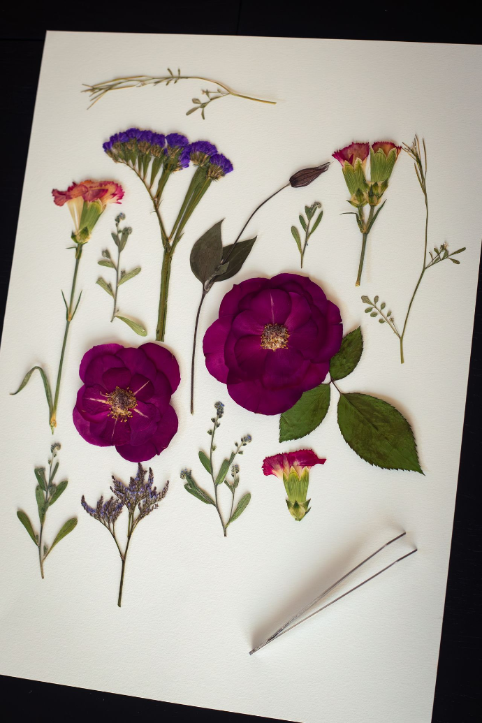 Fleurs pressées